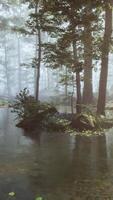 A stream running through a forest filled with trees video