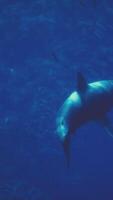 A large white shark swimming in the ocean video