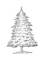 Christmas tree isolated on white background. Hand drawn illustration sketch. Christmas and New Year design. Wild forest tree. black and white graphics, realistic style. vector