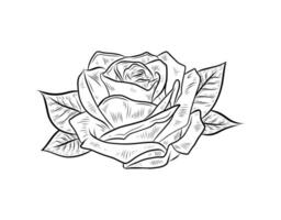 graphics flower rose. Black and white drawing, hand drawn line art. Plant, realistic drawing of flower. Vintage line drawing. Flowers in engraving style. Hand drawn realistic open rosebud. vector
