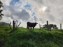 A cow standing in a field with a fence photo