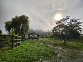 un vaca pasto en un campo siguiente a un cerca foto