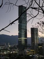 A view of the city from a tree branch photo
