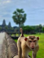A monkey is standing on a wall near a building photo