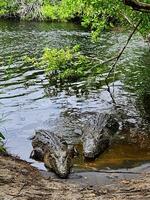 Two alligators are in the water near a tree photo