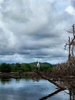 A bird is standing on a fallen tree in the water photo
