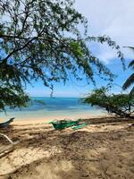 A beach with a boat and a tree photo