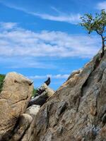 A bird is perched on a rock in the middle of a cliff photo