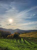 A view of a field with a sun shining over it photo