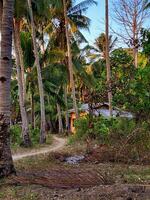 A dirt path through a jungle with palm trees photo