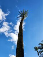 A tall palm tree with a blue sky in the background photo