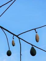 A tree with fruit hanging from it photo