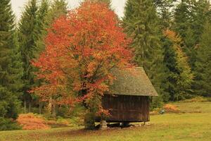 A tree with red leaves photo