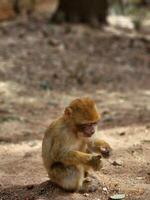 A monkey sitting on the ground with its hands in its pockets photo