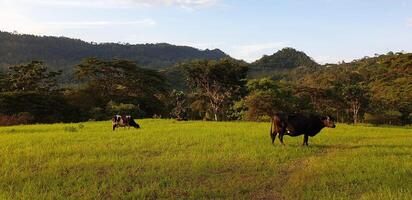 A herd of cows grazing in a field photo