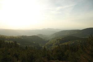 A view of a forest photo