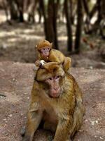 A monkey sitting on top of another monkey photo