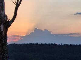 A tree with a sunbeam coming through it photo