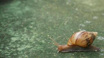 close up of snail on green surface, showcasing its shell and body. photo