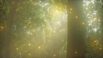 uma floresta preenchidas com grande quantidade do árvores coberto dentro luzes video