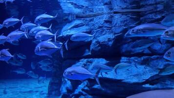 ein Hai gleitet majestätisch durch das Tiefe von das unter Wasser Welt, präsentieren es ist Anmut und Leistung. diese Szene Highlights das Schönheit von das Marine Ökosystem und das Harmonie von Natur video