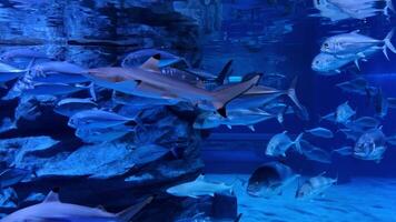 A shark glides majestically through the depths of the underwater world, showcasing its grace and power. This scene highlights the beauty of the marine ecosystem and the harmony of nature video
