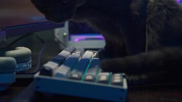 Close-up shot of a cat, leaning against a computer keyboard and beginning to type random, meaningless text on it. video