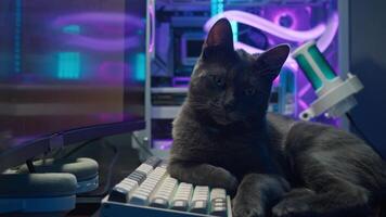 Cute little gray cat, resting on the keyboard of his gaming PC, with the soft glow of neon lights illuminating the room in the evening. video