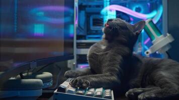The cat yawns due to boredom while lying on the computer keyboard and watching videos on the gaming PC screen.