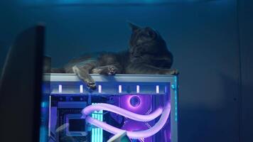 Domestic feline is content to rest on the surface of a transparent gaming PC, which emits a soft glow of neon light. It laps at its fur with its tongue and cleans its face. video