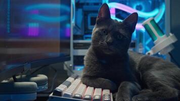 A charming little gray kitten is nestled on the keyboard of the computer, observing the screen in the glow of neon light. video
