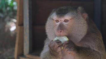 Close-up of a monkey enjoying corn in a secluded area of the reserve. This moment highlights the animal's connection to nature, making it ideal for wildlife and conservation projects video