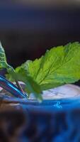Bartender adds a piece of mint to the fresh frothy exotic tiki cocktail, decorating it in the final preparation. Close up. Slow motion video