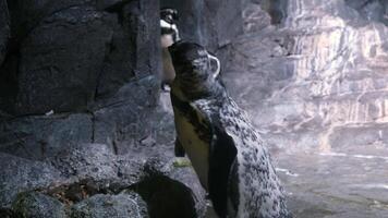A group of penguins peacefully settles among scenic rocks. Their natural habitat highlights their uniqueness and charm, creating an atmosphere of tranquility and harmony video