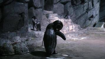 A group of penguins peacefully settles among scenic rocks. Their natural habitat highlights their uniqueness and charm, creating an atmosphere of tranquility and harmony video
