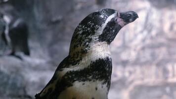 The photo features an adorable penguin flapping its flippers, as if expressing joy and playfulness. This moment highlights its energetic personality and adds a cheerful vibe video