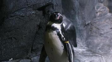 The photo features an adorable penguin flapping its flippers, as if expressing joy and playfulness. This moment highlights its energetic personality and adds a cheerful vibe video