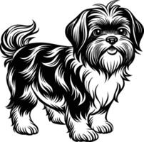 Shih tzu dog vector
