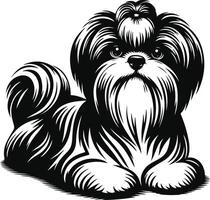 Shih tzu dog vector