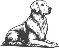 A black and white drawing of a golden retriever vector