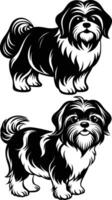 shih tzu illustration in monochrome black and white. vector