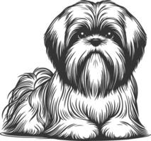 Hand Draw Shih tzu Dog Very Cute Sitting position Dog illustrations vector