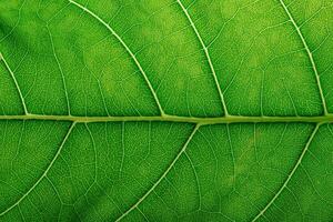 fig tree fiddle leaf closeup, green leaves texture as background photo