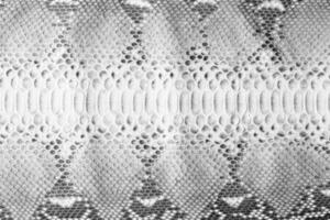 black and white python skin as background. snake skin texture with natural pattern photo