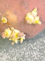 Best Practices for Growing Potatoes at Home photo