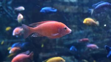 A lively underwater scene featuring colorful fish darting among coral reefs. The vibrant hues and dynamic movements create a captivating snapshot of marine life video