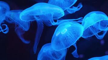 Jellyfish gracefully swim in the underwater world, creating a mesmerizing sight. Their soft forms and glowing hues highlight the beauty and diversity of the ocean ecosystem video