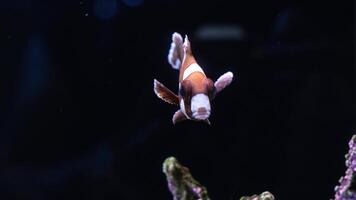A solitary fish glides through a tranquil reef, blending seamlessly with the surroundings. This peaceful moment highlights the harmony of life beneath the waves video
