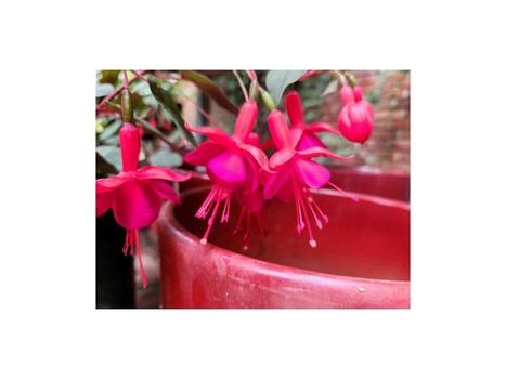 Fuchsia fuchsia fuchsia fuchsia fuchsia fuchsia f photo