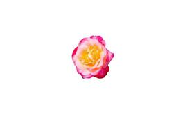A single rose is shown on a white background photo